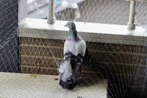 防鳥ネットにかかったドバトの写真