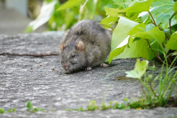 道路をネズミがうろうろしている様子