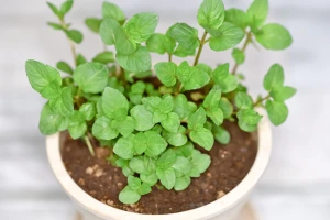 鉢植えのミントの写真