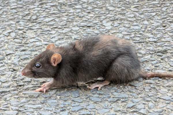 道路にいるネズミの様子