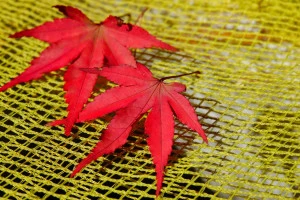 モミジの落葉クローズアップ写真
