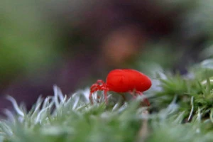 赤ダニはどう対策すればいい?発生場所と原因、駆除や予防方法を紹介!| EPARKくらしのレスキュー