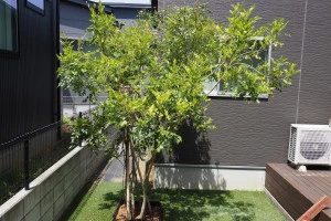 庭に植えられたシマトネリコの写真