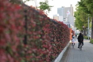 生垣の剪定にかかる料金とは 料金相場や費用を安くする方法について Eparkくらしのレスキュー