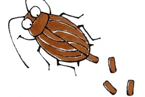 卵を産むゴキブリのイラスト