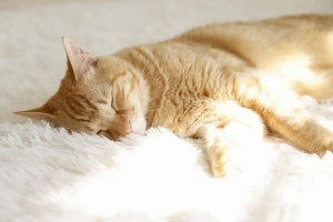 眠る猫の写真