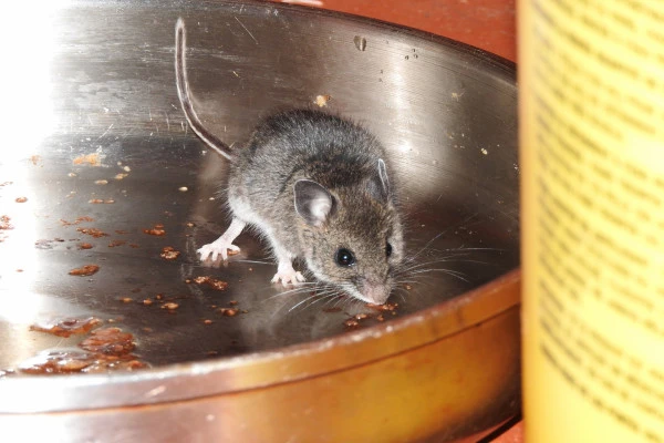ネズミがエサを食べている様子