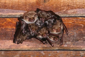 住宅の木材にとまっているコウモリの写真