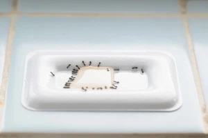 殺虫剤に誘引された蟻の大群の写真