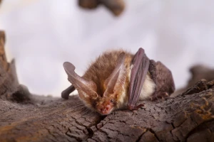 木にとまっているコウモリの写真
