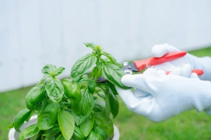 バジルの葉を摘心している写真