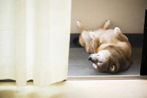 ベランダで仰向けになる犬の写真