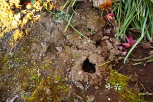 庭に空いた穴の写真