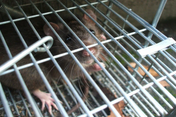 捕獲されたねずみの様子