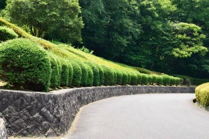 1列に植わった低木の写真