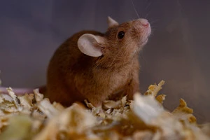 ネズミは昼間どこにいる 現れやすい場所や具体的な駆除方法について Eparkくらしのレスキュー ネズミは昼間どこにいる 現れやすい場所や具体的な駆除方法について Eparkくらしのレスキュー