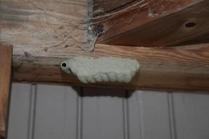 住宅の木材に作られたドロバチの巣の写真