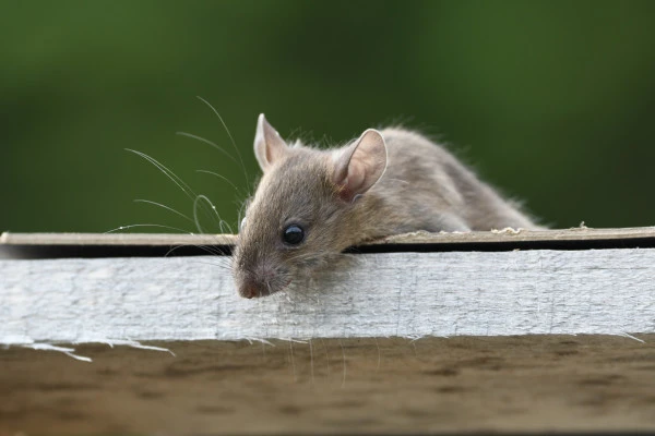 ネズミが屋根の上にいる様子