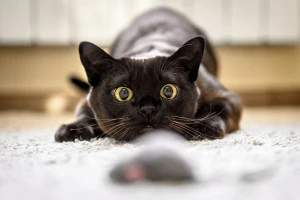 ネズミのおもちゃを狙う黒猫の写真