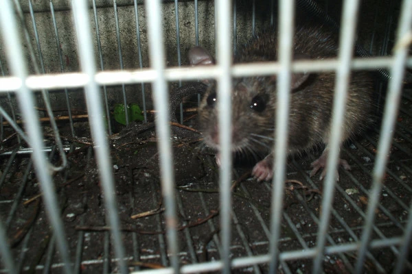 捕獲されたねずみの様子