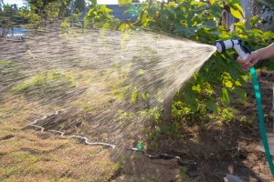 芝生に過剰な水やりを行う写真