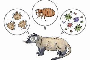 ハクビシンと寄生虫(ダニ、ノミ、病原菌)のイラスト