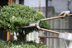 庭木の手入れをする男性の手元の写真