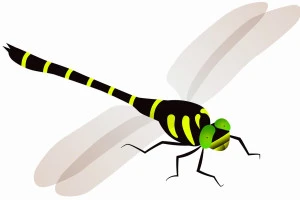 オニヤンマのイラスト