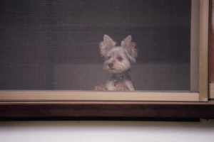 網戸の外を覗くヨークシャテリアの子犬の写真