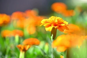 花壇に咲く満開のマリーゴールドの写真