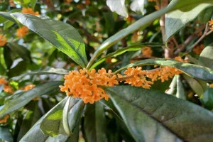 花が咲いているキンモクセイの写真