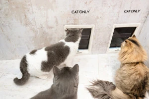 猫用出入り口と猫の写真