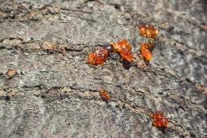 滲み出る樹液の写真