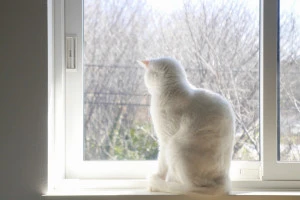 締め切った窓際から外を眺める白猫の写真