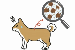 犬に寄生するノミの絵