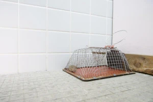 ネズミは昼間どこにいる 現れやすい場所や具体的な駆除方法について Eparkくらしのレスキュー ネズミは昼間どこにいる 現れやすい場所や具体的な駆除方法について Eparkくらしのレスキュー