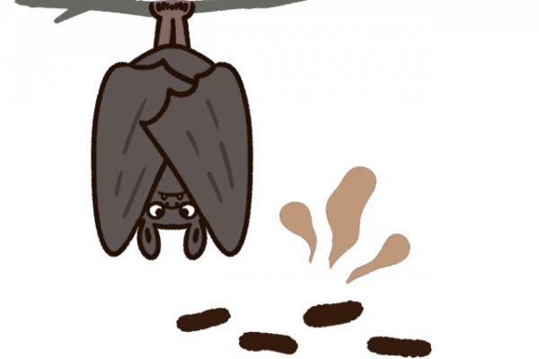 コウモリと糞のイラスト