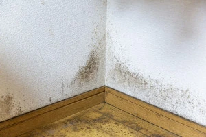 ガビの生えた壁と床の写真