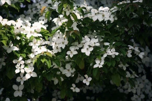 ヤマボウシの写真