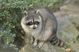 アライグマの写真