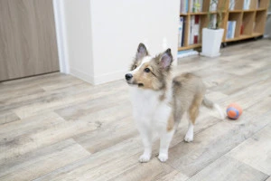 床に座ったシェットランドシープドッグの子犬の写真