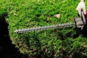 生垣の剪定を行っている写真
