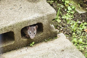庭に現れた野ねずみの写真