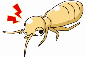 チャタテムシのイラスト