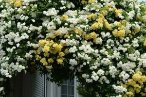 モッコウバラの写真