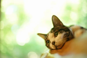 冷たいテーブルの上に寝転んで涼むキジ猫の写真