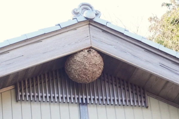 屋根裏に作られた大きなスズメバチの巣の写真