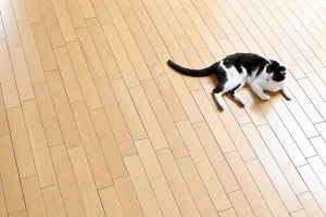 フローリングの上でくつろぐ猫の写真