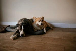 床の上でくつろぐ二匹の犬の写真