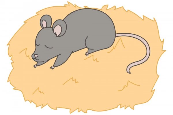 巣に住み着いているネズミ